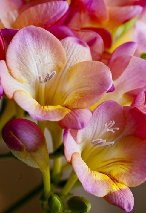 Freesia Flowers, how to grow freesia indoors
