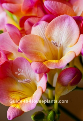 are freesia poisonous to dogs