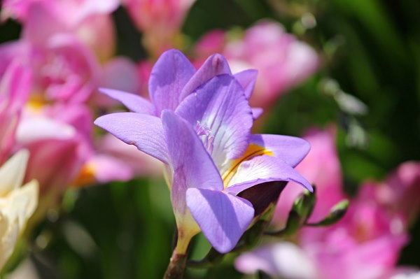 are freesia poisonous to dogs