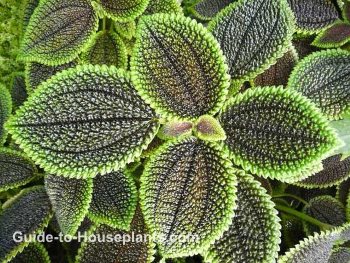 Friendship Plant Tips involucrata 'Moon Valley'