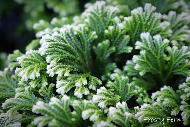 Frosty Fern, Selaginella martensii