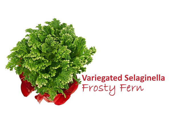 Frosty Fern