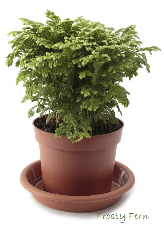 Frosty Fern in Clay Pot