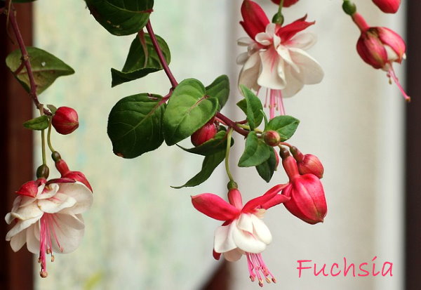 Fuchsia Hanging Plant fuchsia houseplant