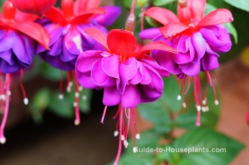 schroef bloem effectief Fuchsia Plant Care - Growing Fuchsias in Baskets