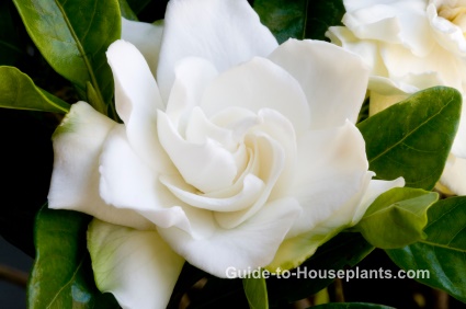 Gardenia Plant gardenia care, gardenia jasminoides, fragrant house plant, flowering house plant