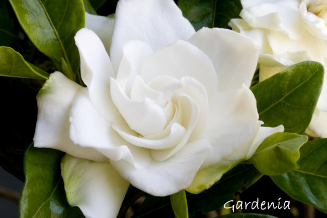 gardenia care, gardenia jasminoides, growing gardenias indoors