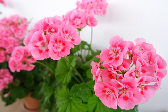 Geranium Care Tips Growing Geraniums In Containers geranium-care-tips-growing-geraniums-in-containers