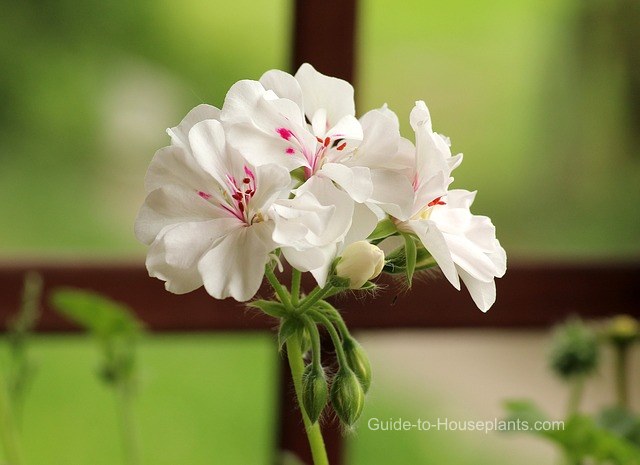 Growing Geraniums geranium, geranium care, growing geraniums, geranium houseplant