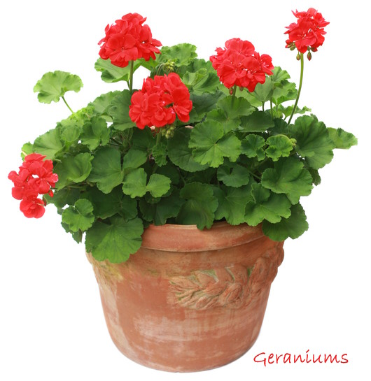 Red Geraniums in Terracotta Pot geranium care, growing geraniums indoors, how to care for geraniums
