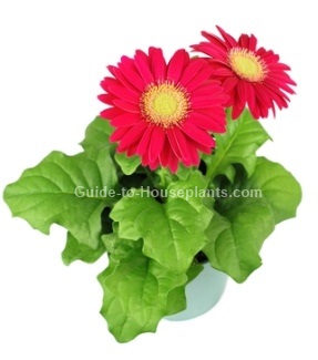 gerbera daisy care, gerbera jamesonii, gerbera flowers, gerber daisies