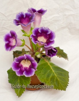 gloxinia flowering plant - گلوکسینیا | تکثیر و پرورش