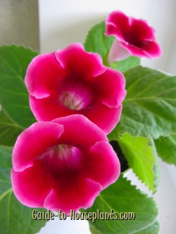 gloxinia flowers - گلوکسینیا | تکثیر و پرورش