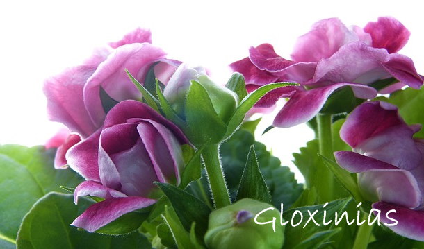 gloxinia pink flowers - گلوکسینیا | تکثیر و پرورش