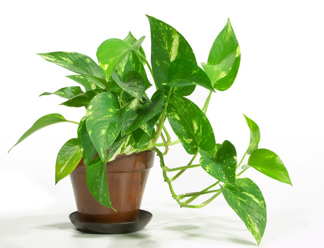 Pothos Houseplant in Brown Pot pothos, epipremnum aureum, common houseplant