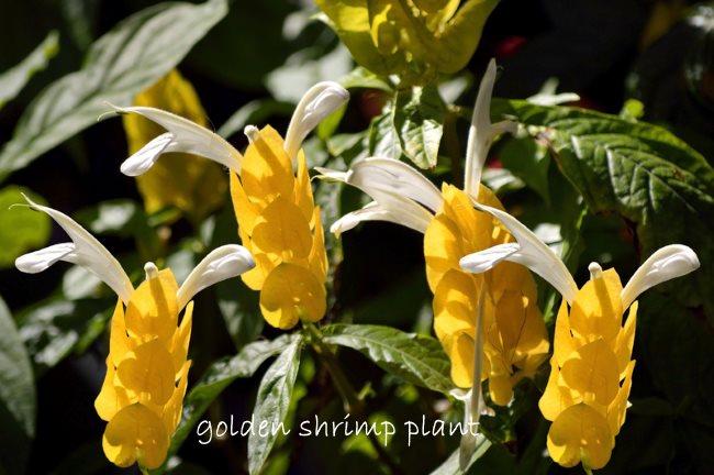 golden shrimp plant, pachystachys lutea