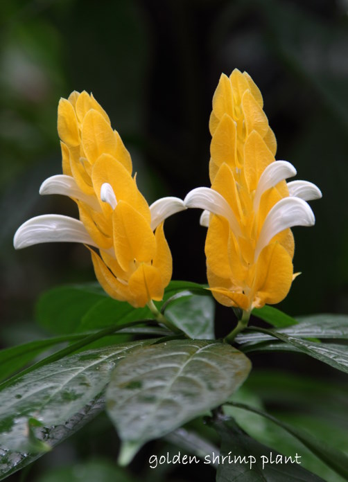 golden shrimp plant, pachystachys lutea, lollipop plant