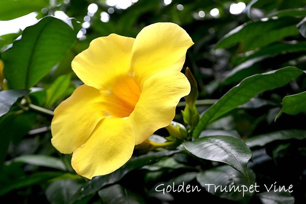 golden trumpet vine, allamanda flower, yellow flower