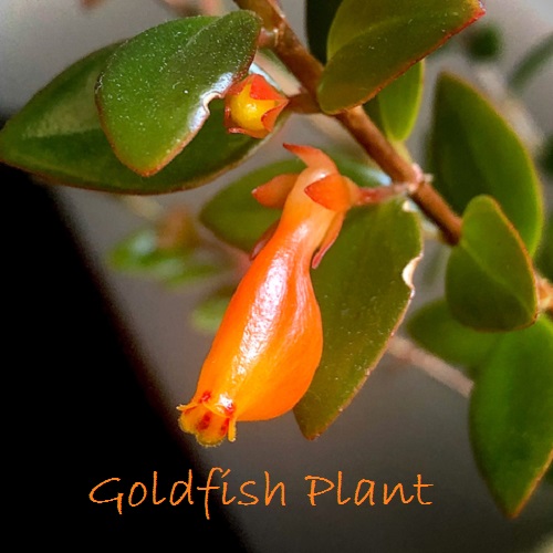 Goldfish Plant