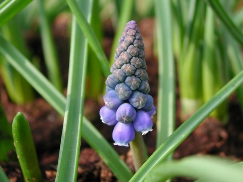 grape hyacinths, grape hyacinth muscari