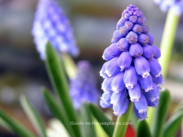 Flower Bulb Catalogs Bulbs For Flower Bulb Catalogs Bulbs For