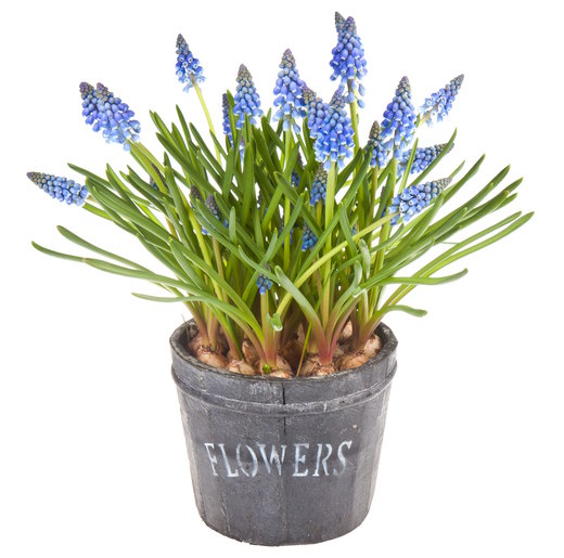 Grape Hyacinths in Flower Pot grape hyacinths, growing hyacinths, forcing hyacinth bulbs, muscari