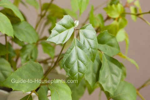 Cissus rhombifolia Комнатное растение виноградный плющ, циссус ромболистный