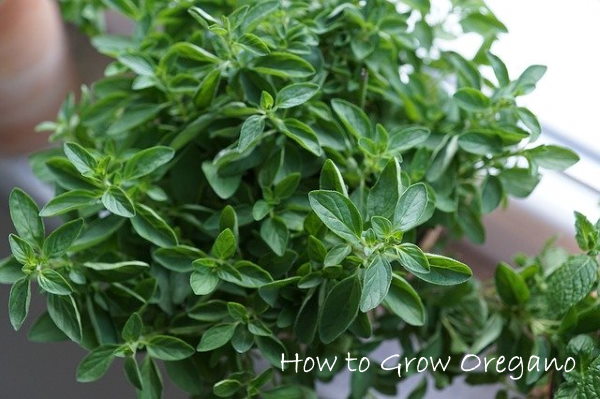 growing oregano, oregano plant, how to grow oregano