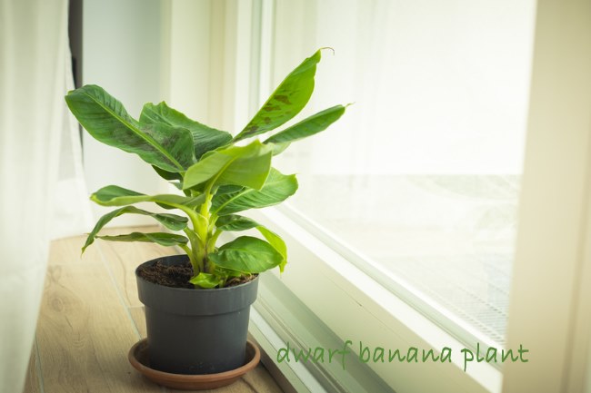 Banana plant care straight 90 degree cit