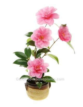 Flowering Pink Camellia Plant camellia japonica, camellia plant, pink camellia flowers