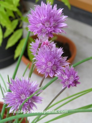 Flowering Chives Plant growing chives
