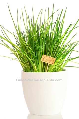 Cultivating and Caring for Your New Sweetgrass Plant: A Comprehensive Guide