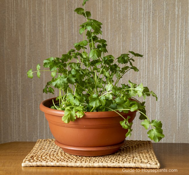 Growing Cilantro Indoors: to Grow Cilantro