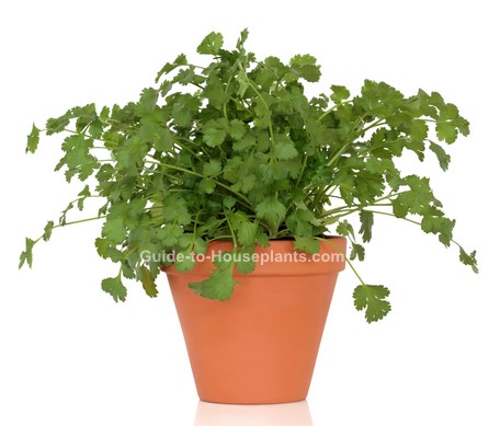 growing cilantro, how to grow cilantro, growing coriander, cilantro plant