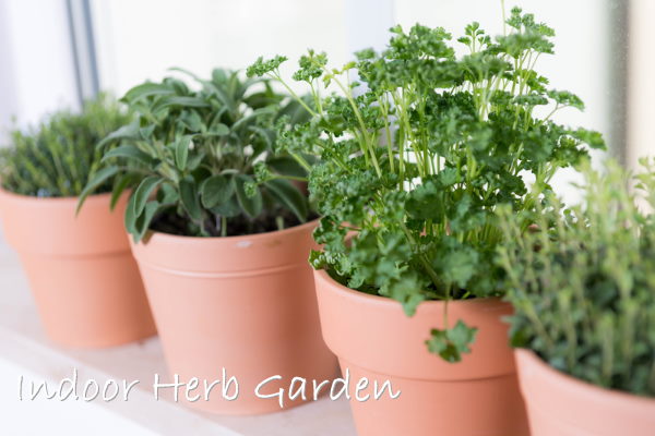 Herbs Growing in Clay Pots on Windowsill indoor herb gardens, growing herbs indoors