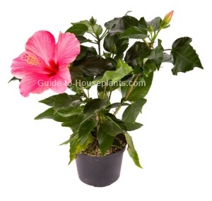 Pink Hibiscus Plant growing hibiscus, hibiscus plant