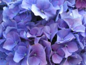 hydrangea care, growing hydrangeas