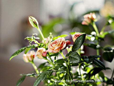 growing miniature roses, growing roses indoors, miniature rose care, caring for miniature roses