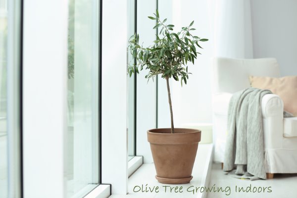 растущее оливковое дерево в помещении