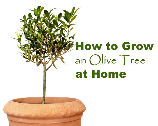 How to Grow & Care for Olive Trees