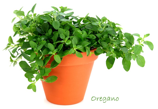 growing oregano, oregano plant, how to grow oregano