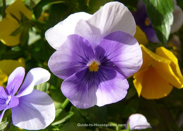 plantes de pensées, culture de pensées