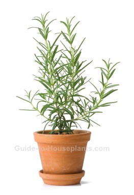 Rosemary Plant fragrant house plants, rosemary plant