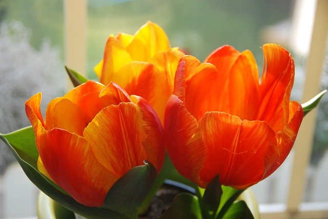 Bright Orange-Yellow Tulips Growing in Window growing tulips indoors, how to force tulip bulbs