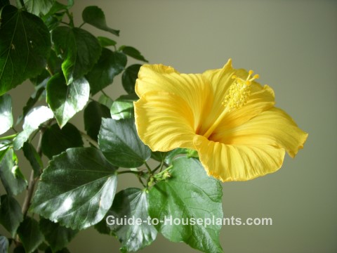 Yellow Hibiscus Flower growing hibiscus, growing hibiscus indoors, hibiscus flower, caring for hibiscus plants