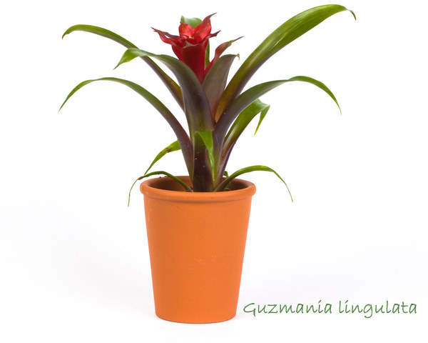 Guzmania lingulata, bromeliad which