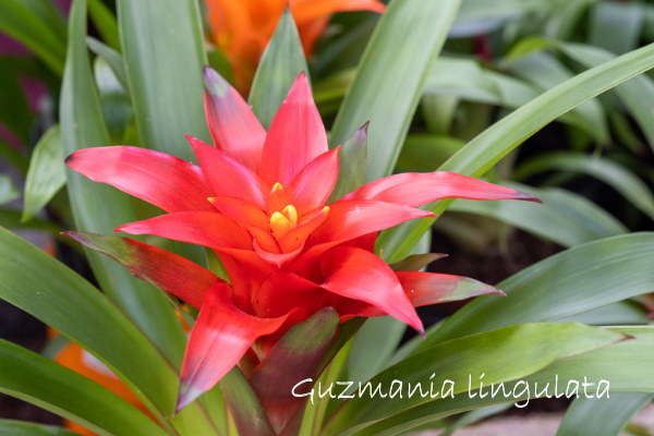 zonlicht camouflage schouder Guzmania lingulata 'Scarlet Star' Plant Care