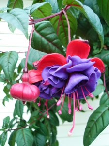 Hanging Basket Plants for House or Patio
