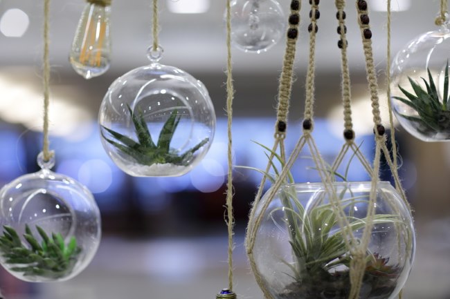 Hanging Glass Terrariums hanging terrariums