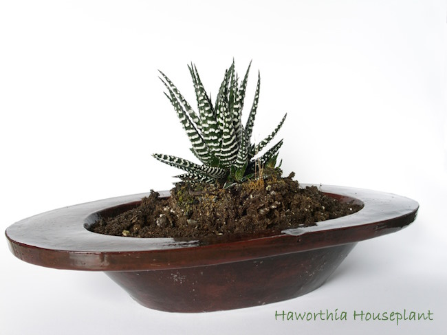growing haworthia indoors, haworthia care, haworthia houseplant